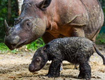 10 Hewan Langka Indonesia yang Terancam Punah