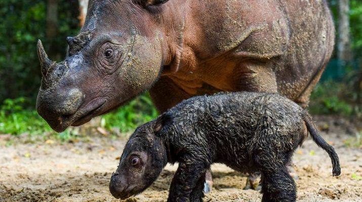 10 Hewan Langka Indonesia yang Terancam Punah