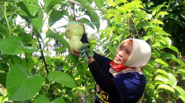 9 Manfaat Buah Markisa bagi Kesehatan, Baik untuk Mata