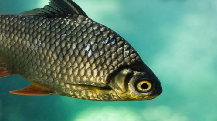 Ikan Jade Perch Bisa Jadi Komoditas Budidaya Potensial di Indonesia