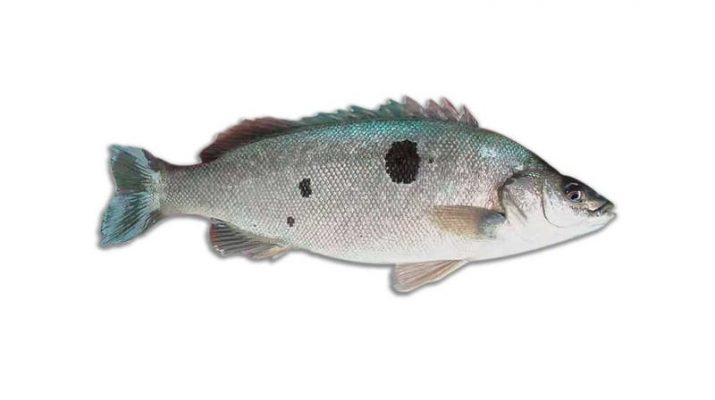 Mengenal Jade Perch, Ikan yang Kaya Omega 3 dan 6