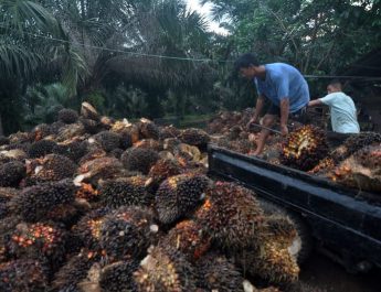 BPDPKS Dorong Perluasan Pemasaran Produk Berbasis Kelapa Sawit