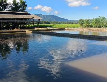 Dosen Unpam Berdayakan Pembudidaya Ikan Air Tawar hingga Capai Kemandirian Ekonomi