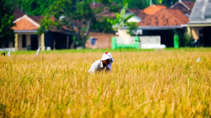 WPI Bantu Petani Banyuasin Sulap Rawa Jadi Lahan Pertanian