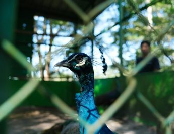 Mind ID Lakukan Konservasi 407 Spesies Flora dan Fauna Endemik