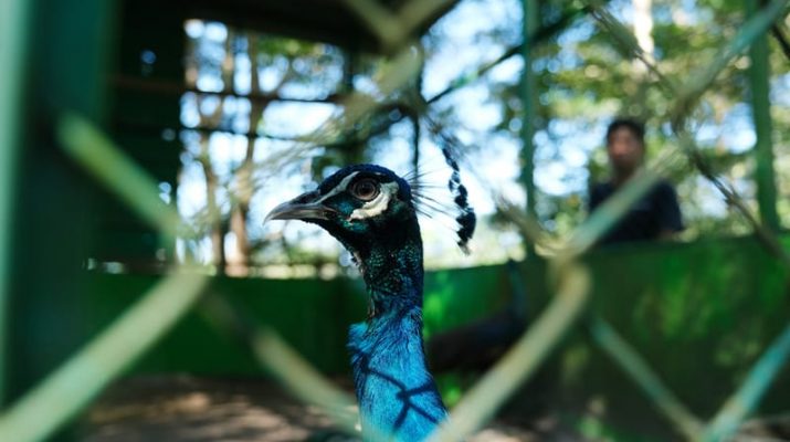 Mind ID Lakukan Konservasi 407 Spesies Flora dan Fauna Endemik