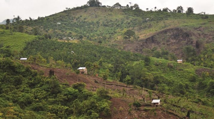 Peningkatan Deforestasi Global di Tahun 2023: Tantangan Terhadap Komitmen Perlindungan Hutan