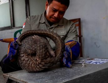 UU KSDAHE Jadi Harapan untuk Atasi Masalah Pendanaan Konservasi di Indonesia