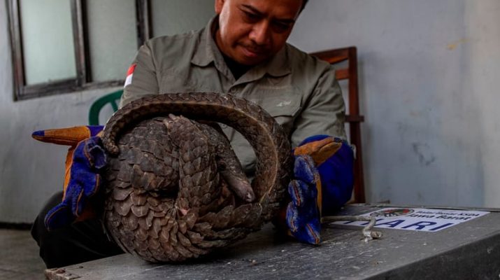 UU KSDAHE Jadi Harapan untuk Atasi Masalah Pendanaan Konservasi di Indonesia