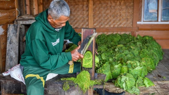 Pemerintah Diminta Berpihak Pada Keberlanjutan Mata Pencaharian Petani Tembakau