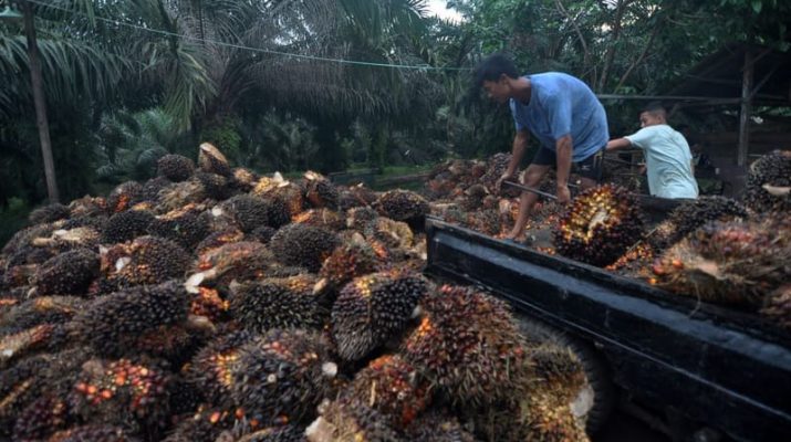 1 Juta Hektare Lahan Sawit Bisa Ditanami Tanaman Pangan