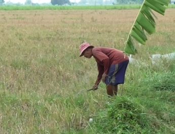 3 Desa di Sidoarjo Gagal Panen karena Kekeringan