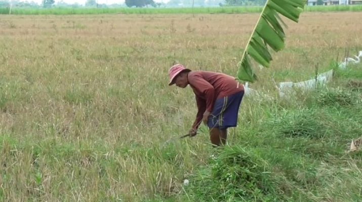 3 Desa di Sidoarjo Gagal Panen karena Kekeringan