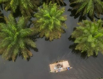 Habitat Satwa Semakin Terkepung Perkebunan Sawit