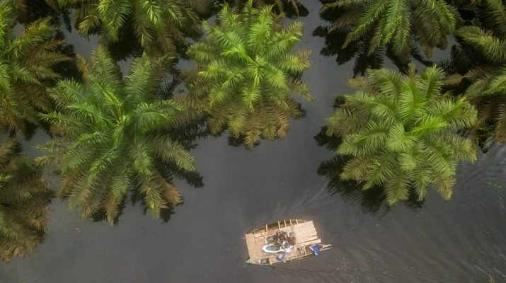 Habitat Satwa Semakin Terkepung Perkebunan Sawit