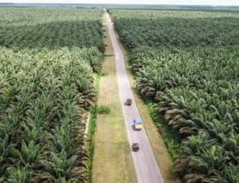 Tutupan Sawit di Indonesia di Ambang Batas Daya Dukung dan Daya Tampung