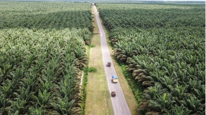 Tutupan Sawit di Indonesia di Ambang Batas Daya Dukung dan Daya Tampung