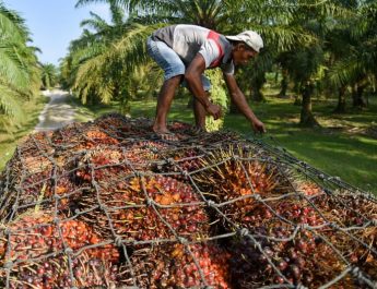 Hadapi Tantangan Global, Transformasi Pertanian Sawit Rangkul Petani