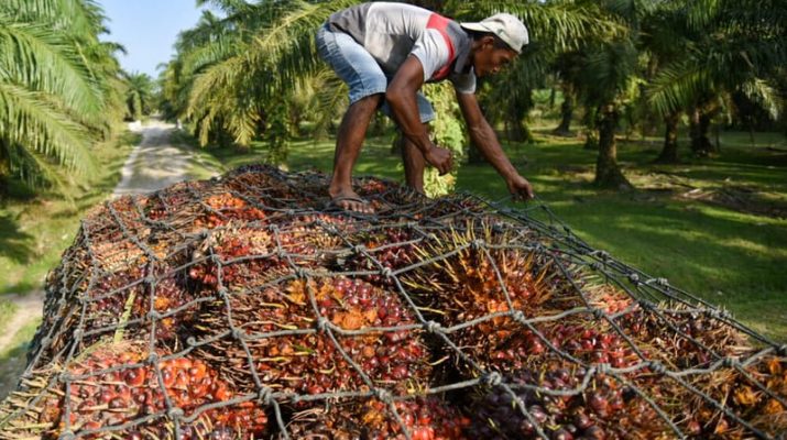 Hadapi Tantangan Global, Transformasi Pertanian Sawit Rangkul Petani