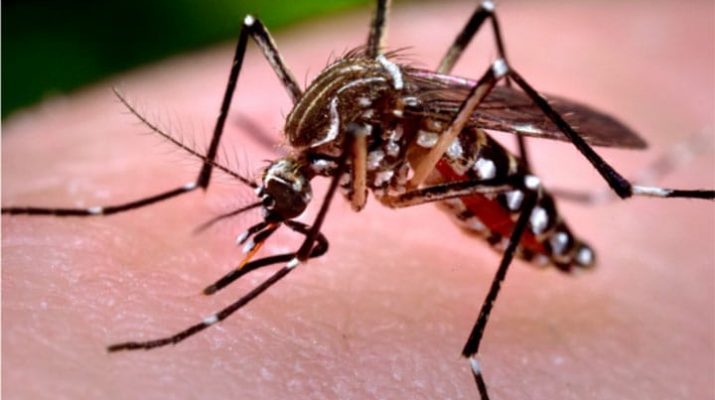 Eliminasi Malaria di Papua Sangat Berat