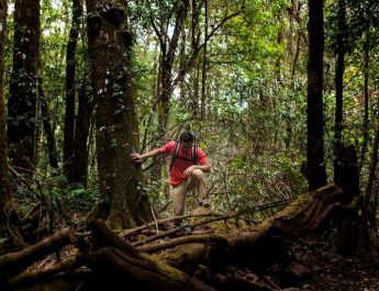 8 Arti Mimpi Tersesat di Hutan