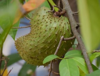 7 Manfaat Buah Sirsak bagi Kesehatan, Bisa Membantu Melawan Kanker