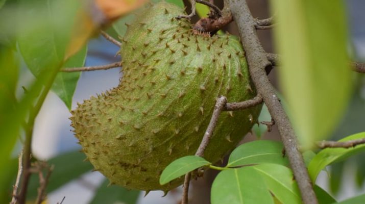 7 Manfaat Buah Sirsak bagi Kesehatan, Bisa Membantu Melawan Kanker