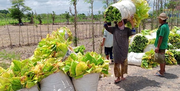 APTI Konsisten Tolak RPMK tentang Kemasan Rokok Tanpa Merek