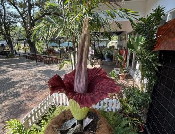 Bunga Bangkai Amorphophallus Titanum Mekar Pertama Kali di Kebun Raya Purwodadi