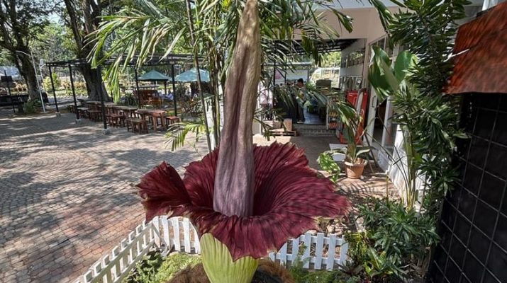 Bunga Bangkai Amorphophallus Titanum Mekar Pertama Kali di Kebun Raya Purwodadi