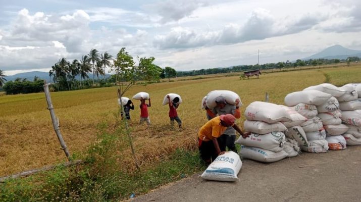 Produksi Beras 2024 Diperkirakan Turun