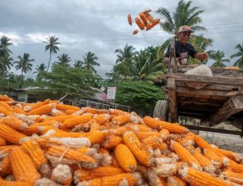 Produksi Jagung Pipilan Kering Diperkirakan Naik Tahun Ini