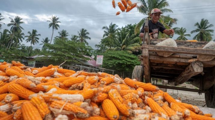 Produksi Jagung Pipilan Kering Diperkirakan Naik Tahun Ini