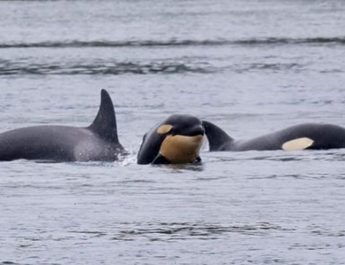 Populasi Paus Pembunuh di Pasifik Selatan Terancam: Apakah Krisis Ekosistem Salish Sea Menjadi Penyebabnya?