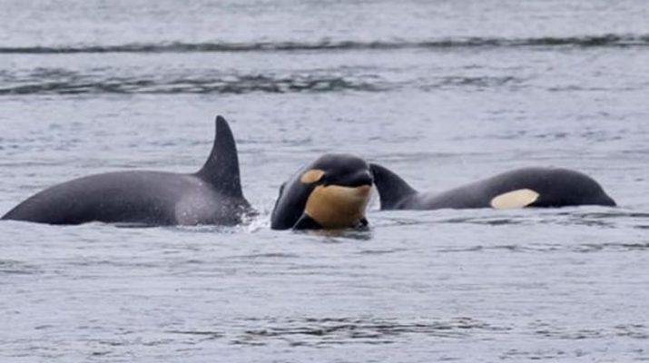 Populasi Paus Pembunuh di Pasifik Selatan Terancam: Apakah Krisis Ekosistem Salish Sea Menjadi Penyebabnya?