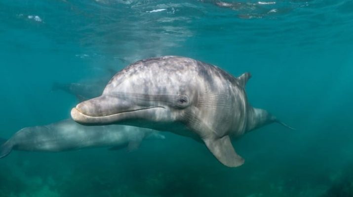 Penemuan Mikroplastik dalam Napas Lumba-Lumba: Dampak Terhadap Kesehatan Mamalia Laut