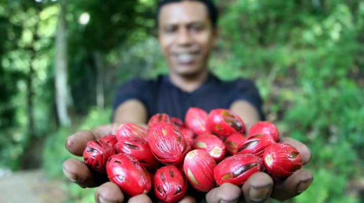 9 Manfaat Buah Pala bagi Kesehatan, Bisa Membantu Mengatasi Insomnia