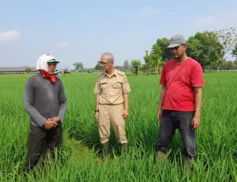 Petani di Majalengka Dapat Bantuan Benih