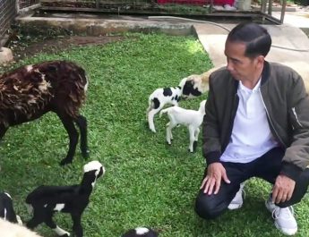 Selesai Berkemas Jelang Lengser, Kambing Milik Jokowi Ikut Pulang Kampung ke Solo