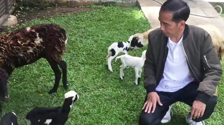 Selesai Berkemas Jelang Lengser, Kambing Milik Jokowi Ikut Pulang Kampung ke Solo