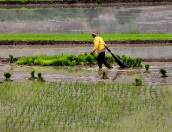 Ekonom Ragukan Swasembada Pangan Tercapai dalam Lima Tahun