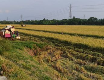 Musim Tanam Rendeng di Indramayu Dimulai 1 Desember