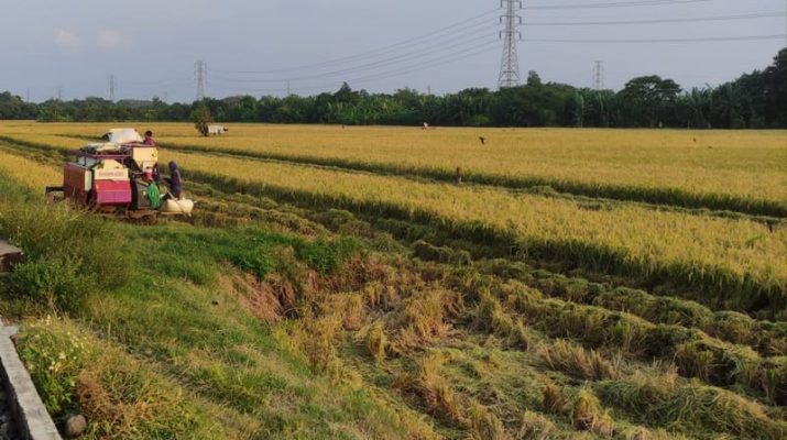 Musim Tanam Rendeng di Indramayu Dimulai 1 Desember