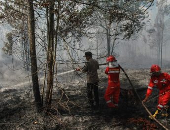 BRIN Kembangkan Strategi Pencegahan Kebakaran Lahan Gambut