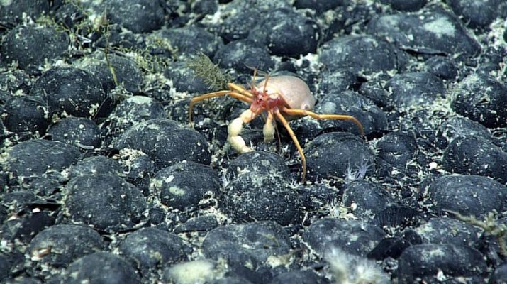 Penemuan Mengejutkan “Oksigen Gelap” di Dasar Laut Picu Perdebatan Ilmiah