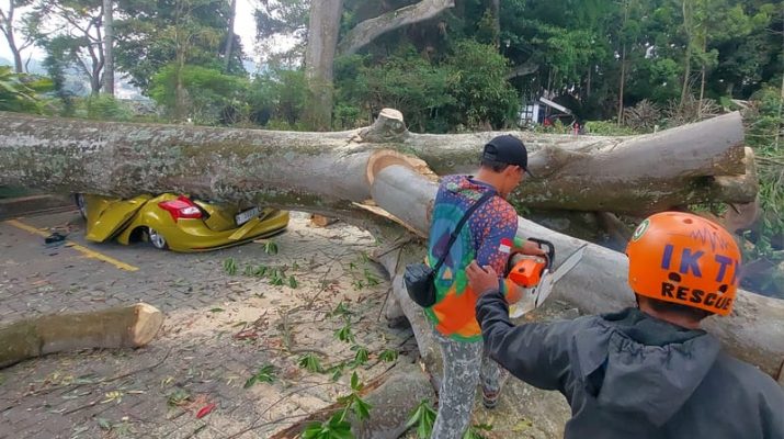 Pohon Tumbang Timpa 7 Mobil Pengunjung Farm House Lembang