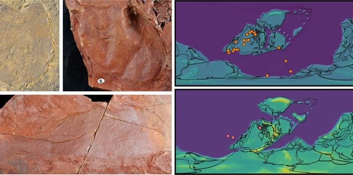 Peneliti Temukan Fosil Kalajengking Laut Raksasa dari Era Silur dan Devon di Australia