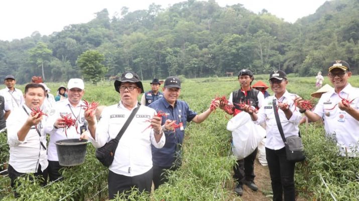 Harga Cabai di Purwakarta Terjun Bebas hingga Rp10 Ribu per Kilogram