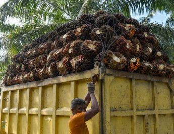 Pemerintah Terus Lakukan Percepatan STDB Sawit