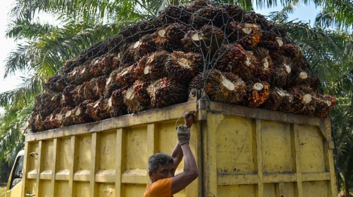 Pemerintah Terus Lakukan Percepatan STDB Sawit